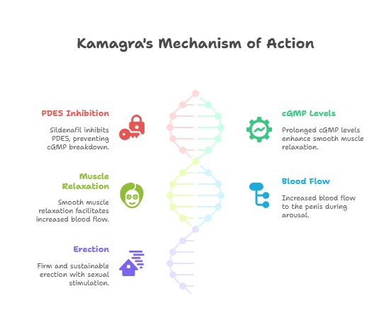 Kamagra's Mechanism of Action