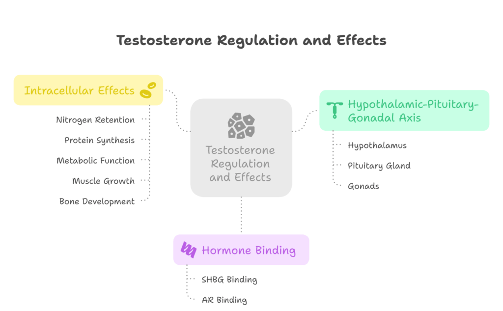 Testosterone Regulation and Effects